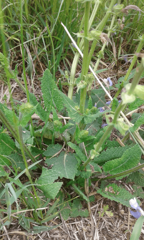 Lamiacea da ID